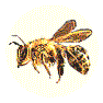 beemoving.gif