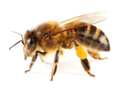 pestagon-bee.jpg