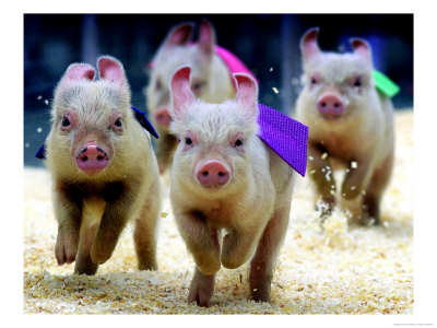 pigracing.jpg